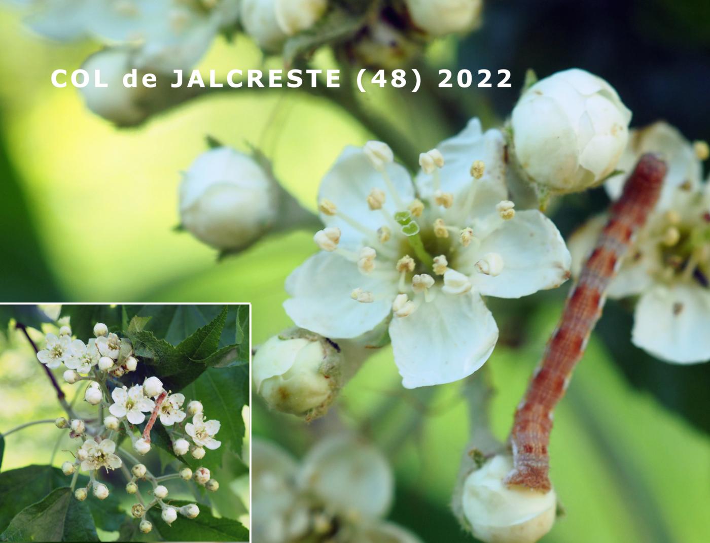 Service Tree, Wild flower